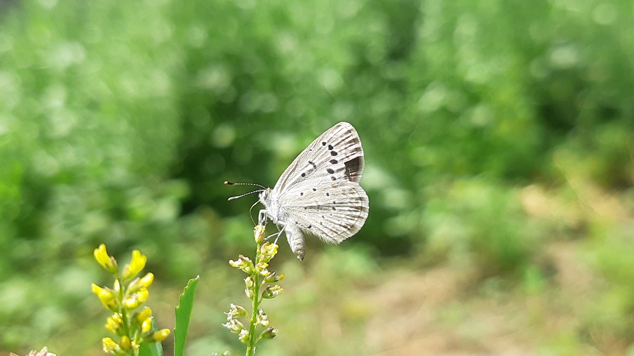 Introduction to nectar collectors emergence